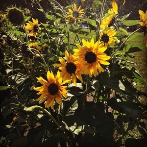 Meet your Posher, Lyndsay